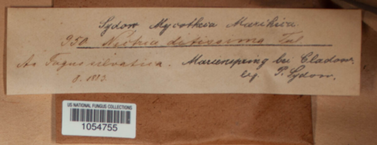 Neonectria ditissima image